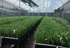 Premium Flowers se alista para exportar tulipanes producidos en Huaraz