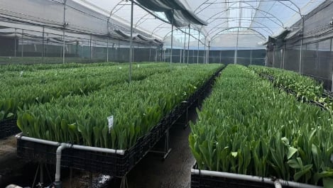 La plantación Premium Flowers produce actualmente más de 40 variedades de tulipanes. (Foto: agraria.pe).