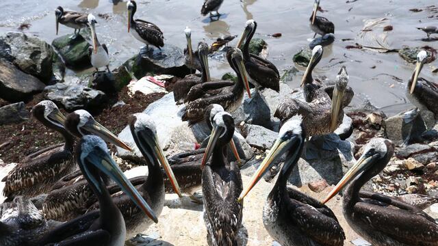 Intensificarán vigilancia epidemiológica por influenza aviar en playas de Piura, Lambayeque y Lima