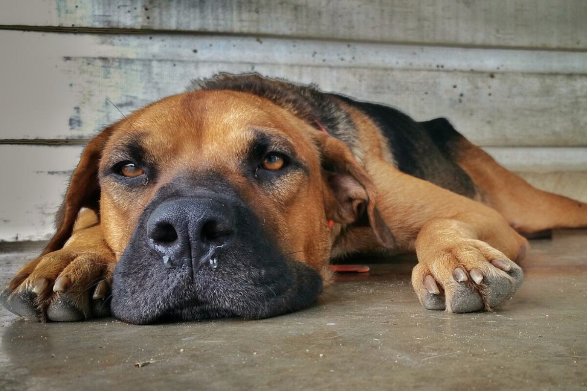 El resfrío de las mascotas podría terminar siento letal (Foto: Pixabay/Ronald Plett)