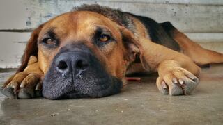 Misteriosa enfermedad respiratoria de los perros: lista de estados más afectados