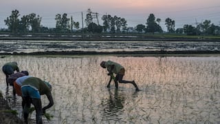 Crece riesgo de escasez de alimentos debido al cambio climático