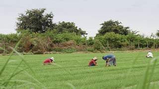 Agro Rural: se espera firmar contrato de compra de fertilizantes para el 20 de junio