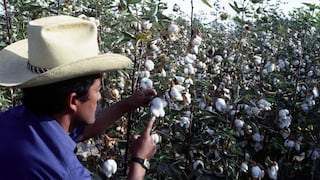 Precio del algodón sube ante alta demanda de textileros de Lima: áreas del cultivo se triplican