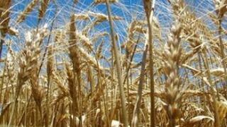 El trigo y el maíz suben el máximo diario permitido tras ataque de Rusia a Ucrania 