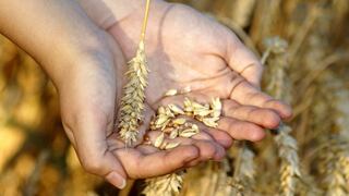 Rumania prohíbe exportaciones de granos y aumenta temores sobre suministros mundiales de alimentos