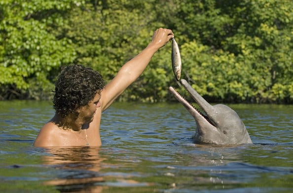 Delfines rosado y gris, en peligro crítico por la presión humana en la Amazonía (Foto: Getty)