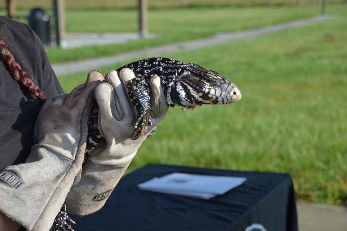 Estas trampas, diseñadas para capturar tegus específicamente, operan de manera automatizada y remota, lo que reduce significativamente los recursos necesarios para su remoción.(Foto: EFE)