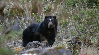 La travesía del oso andino Tupak para ser libre en Ecuador