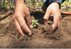 Midagri anuncia 14 proyectos de reforestación a nivel nacional