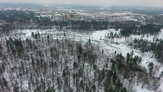 Rusia apuesta por la madera para reducir su dependencia del petróleo