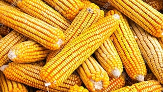 Agricultores de Argentina cuestionan nueva medida para la exportación de maíz
