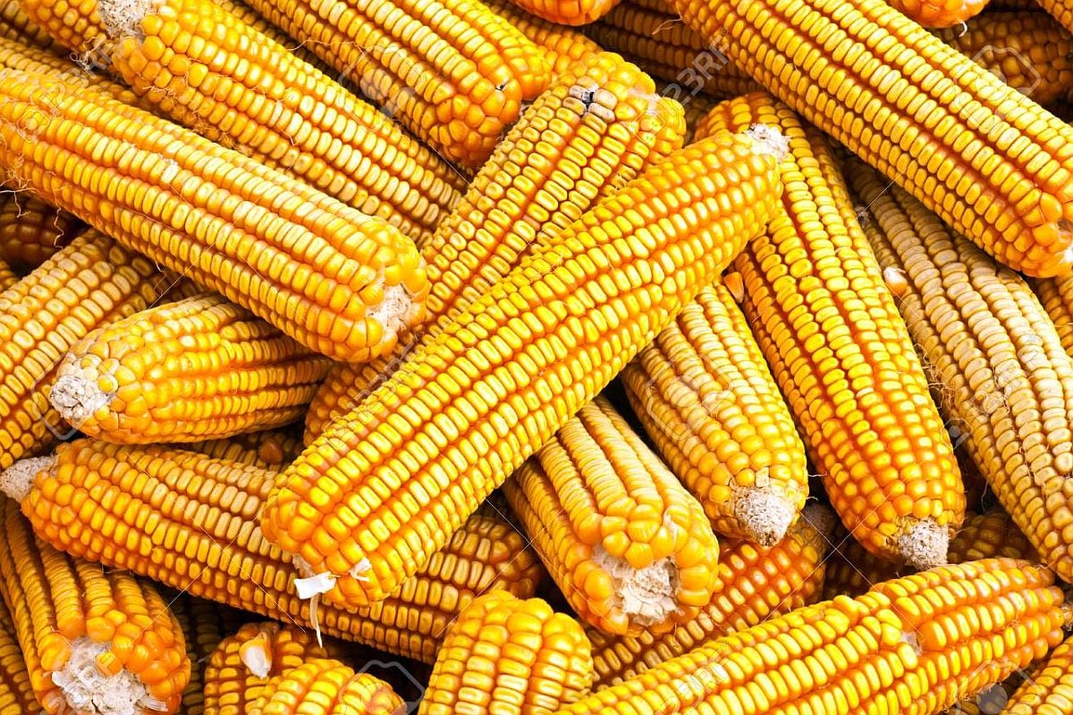 Se destacó que el ingreso al país de maíz amarillo duro, a través de ese terminal portuario, como alimento para aves, ha facilitado el acceso del insumo a las cadenas de avícolas cercanas a la zona de Huaral, permitiendo reducir el precio del huevo. (Foto: GEC)