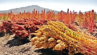 Desde los Andes: el plan de Glint para consolidarse en Asia con nuevos productos orgánico