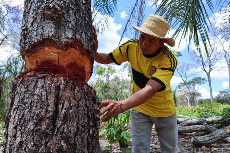 Zonificación forestal en Perú: Serfor actualiza protocolo y deja sin efecto norma de 2018. Foto: Edy Yobany Velasco Alanes