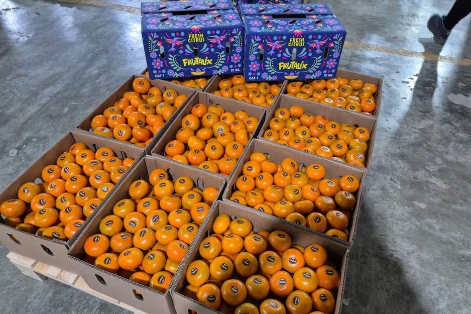 Las altas temperaturas retrasaron la coloración externa de la mandarina, dificultando su colocación en algunos mercados internacionales.