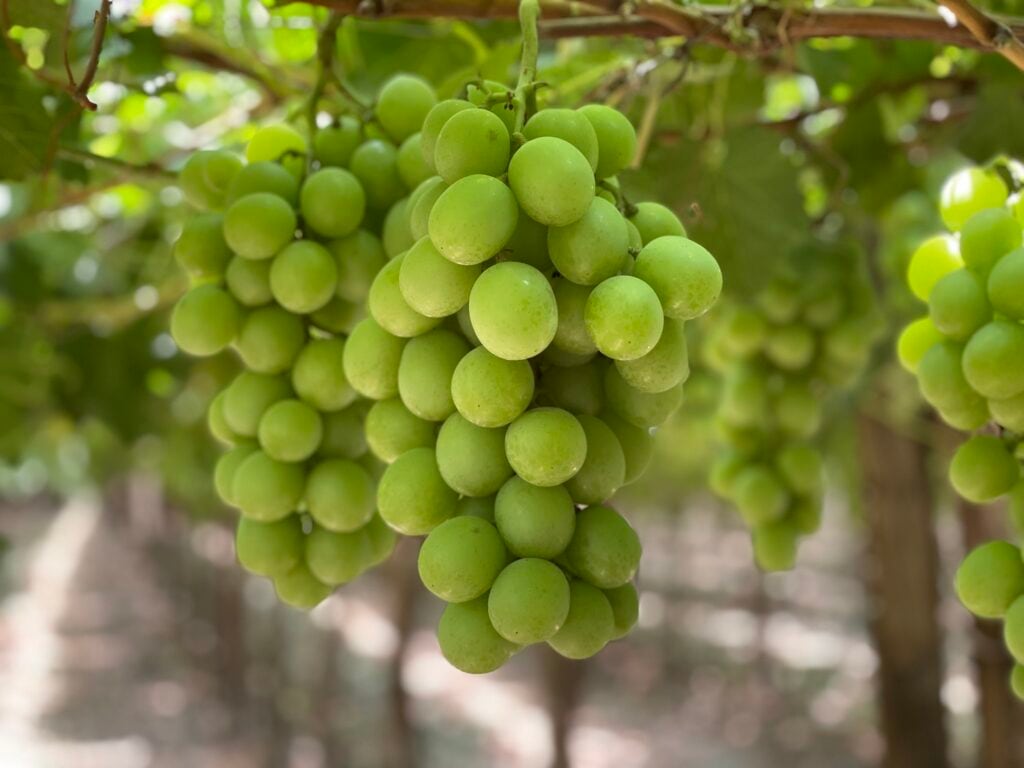 Bloom Fresh monitorea plantaciones, viveros y exportaciones en Perú y tomará acciones ante infracciones.