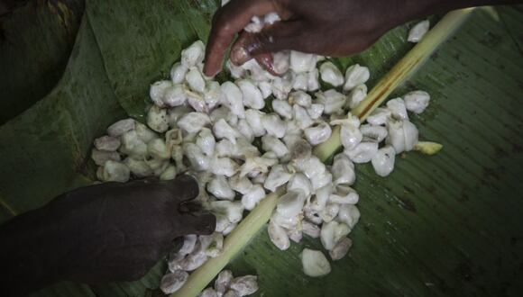 Costa de Marfil y Ghana son los dos mayores productores mundiales de cacao. (Foto: Bloomberg)