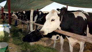 Ganaderos exigen cambiar nombre de leche "evaporada" por "modificada" y sin la vaquita