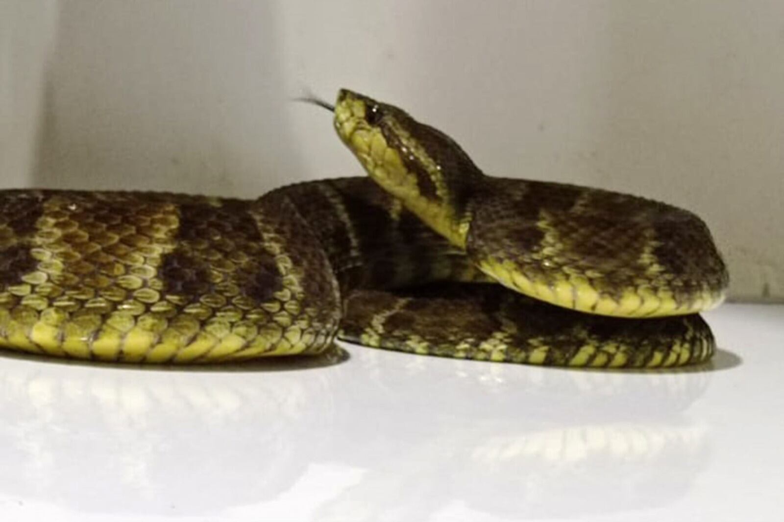 Un incidente de este tipo puede arrastrar a muchos de los supervivientes a una mayor pobreza por el elevado coste del tratamiento. (Foto: Andina)