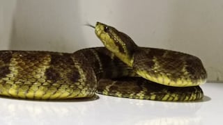 Mordidas de serpiente causan una muerte cada 5 minutos en algún lugar del mundo