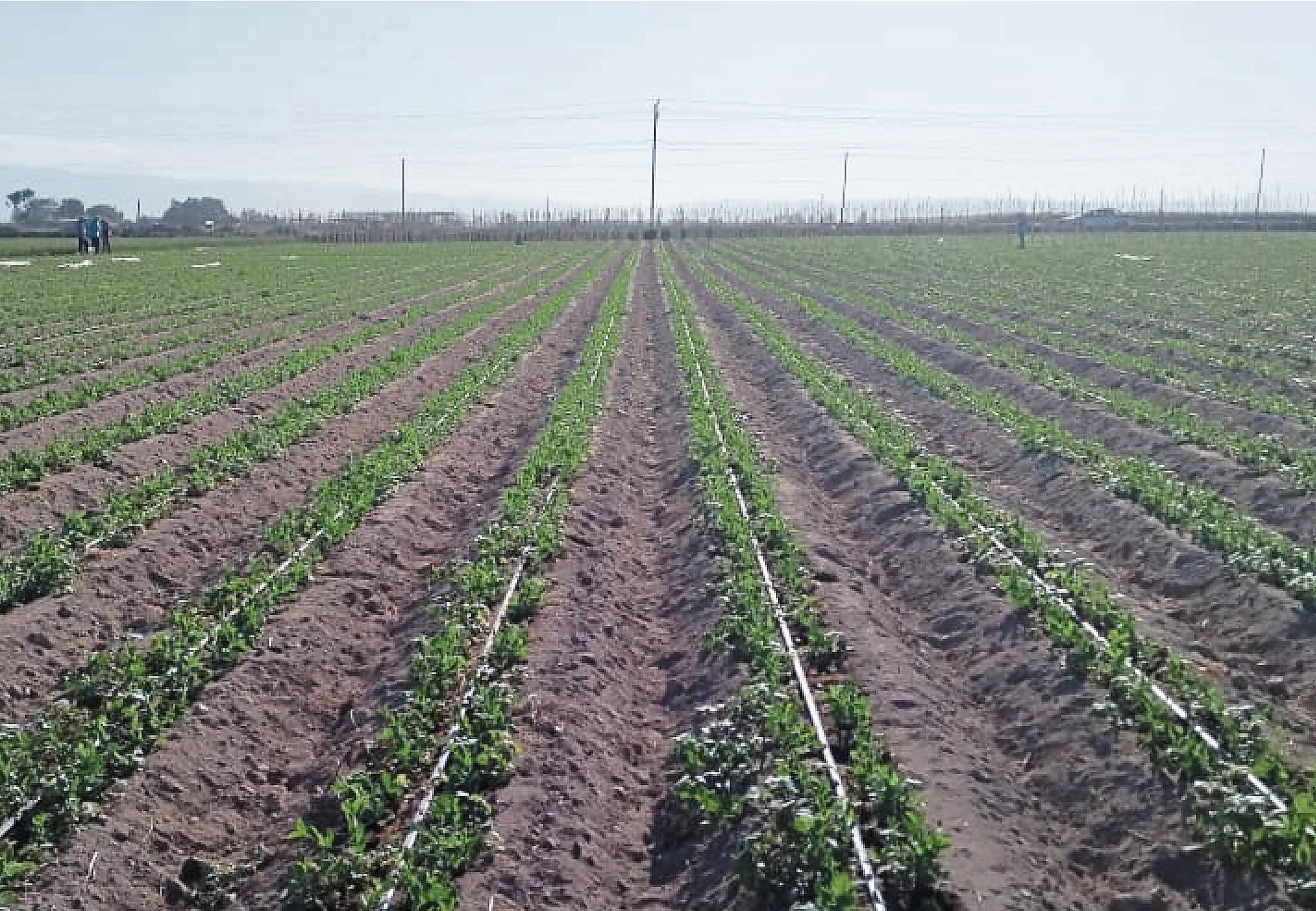 El Midagri también recordó que la ANA recibió S/ 7,678,020.01 para realizar labores de limpieza y mantenimiento de canales. (Foto: GEC)