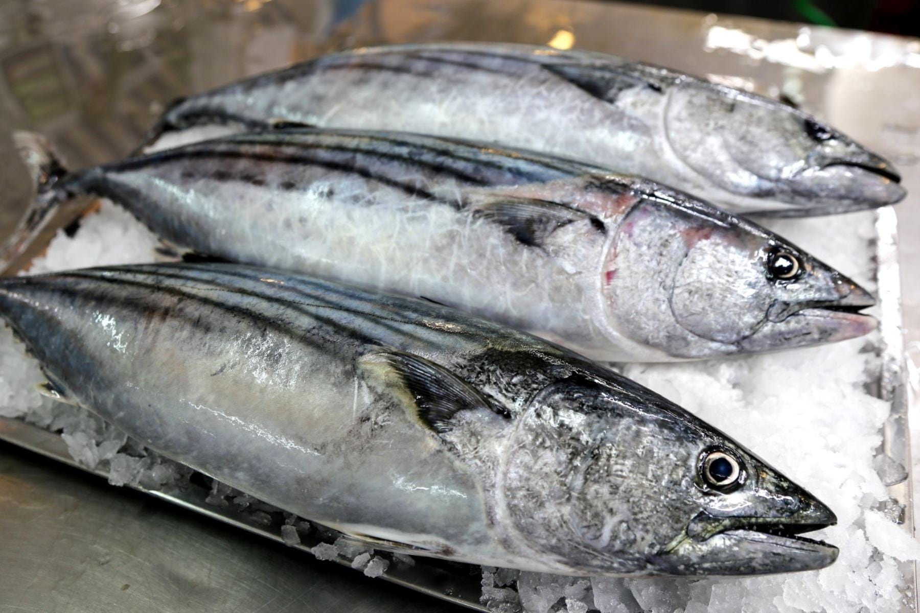 Últimas noticias sobre el bonito en el Perú. (Foto: Andina)