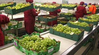 Exportaciones de uva de mesa caen un 10% debido a El Niño Costero