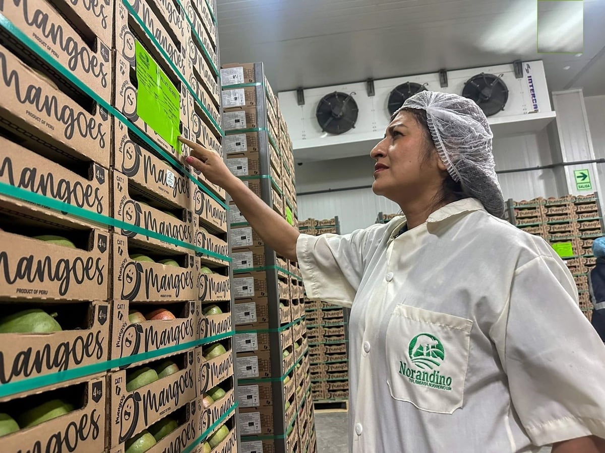 Norandino anunció su primera exportación de mango orgánico con destino al puerto de Róterdam. (Foto: Norandino)