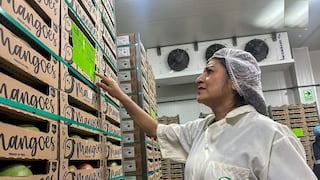 Norandino inicia exportación de mango orgánico a Países Bajos