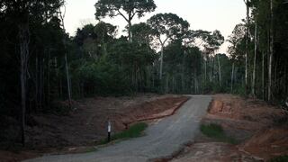 Fiscalía investiga al menos 12 casos emblemáticos de deforestación causada por monocultivos 
