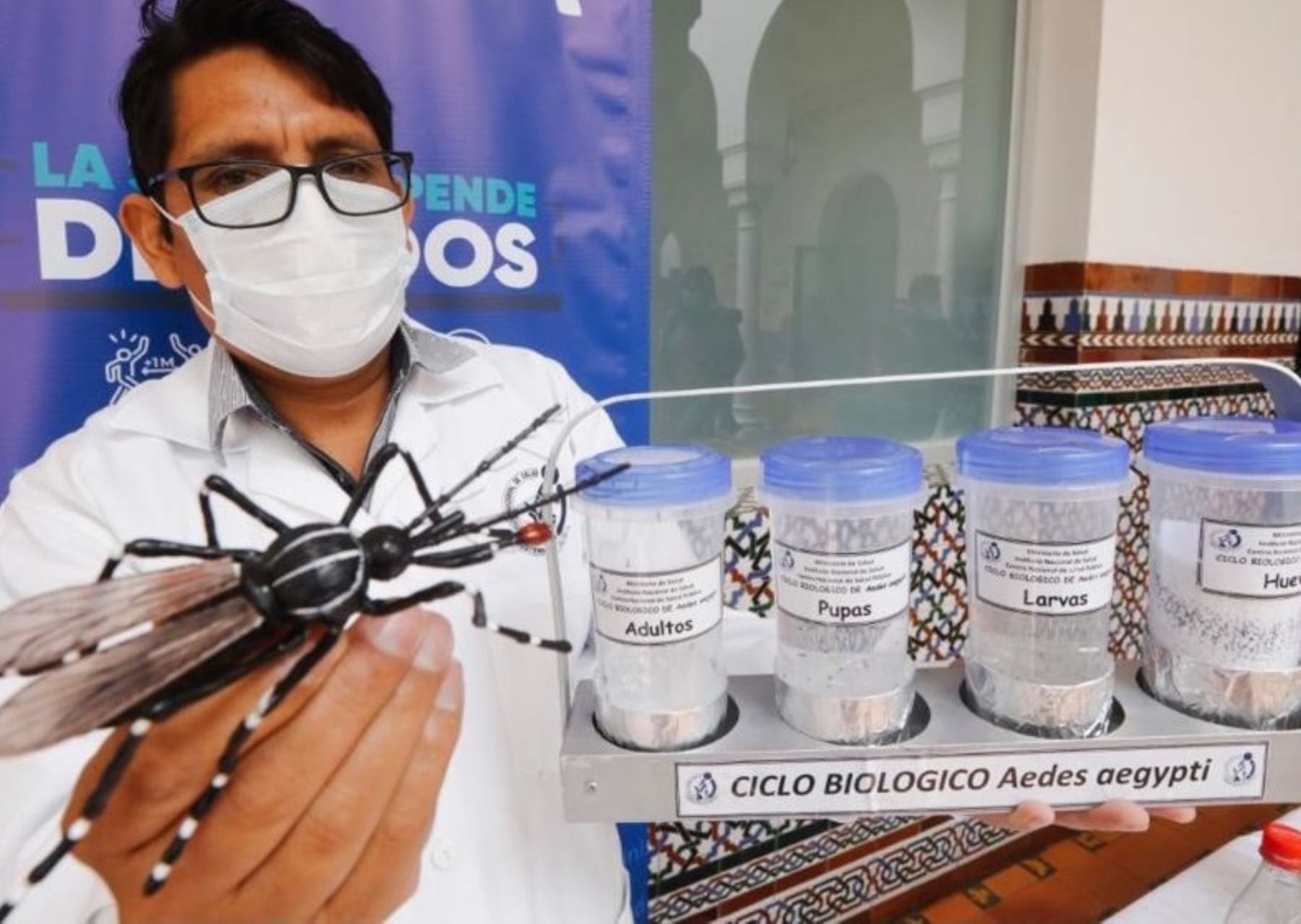 Este insecto es negro con manchas o anillos blancos en el dorso y en las patas. Mide aproximadamente 5 mm, y pica durante el día en sombra o en áreas protegidas de la luz solar directa.