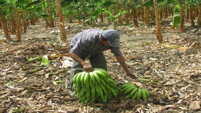 Inclusión de labores agrícolas en lista de "alto riesgo" generará sobrecostos, advierte Adex