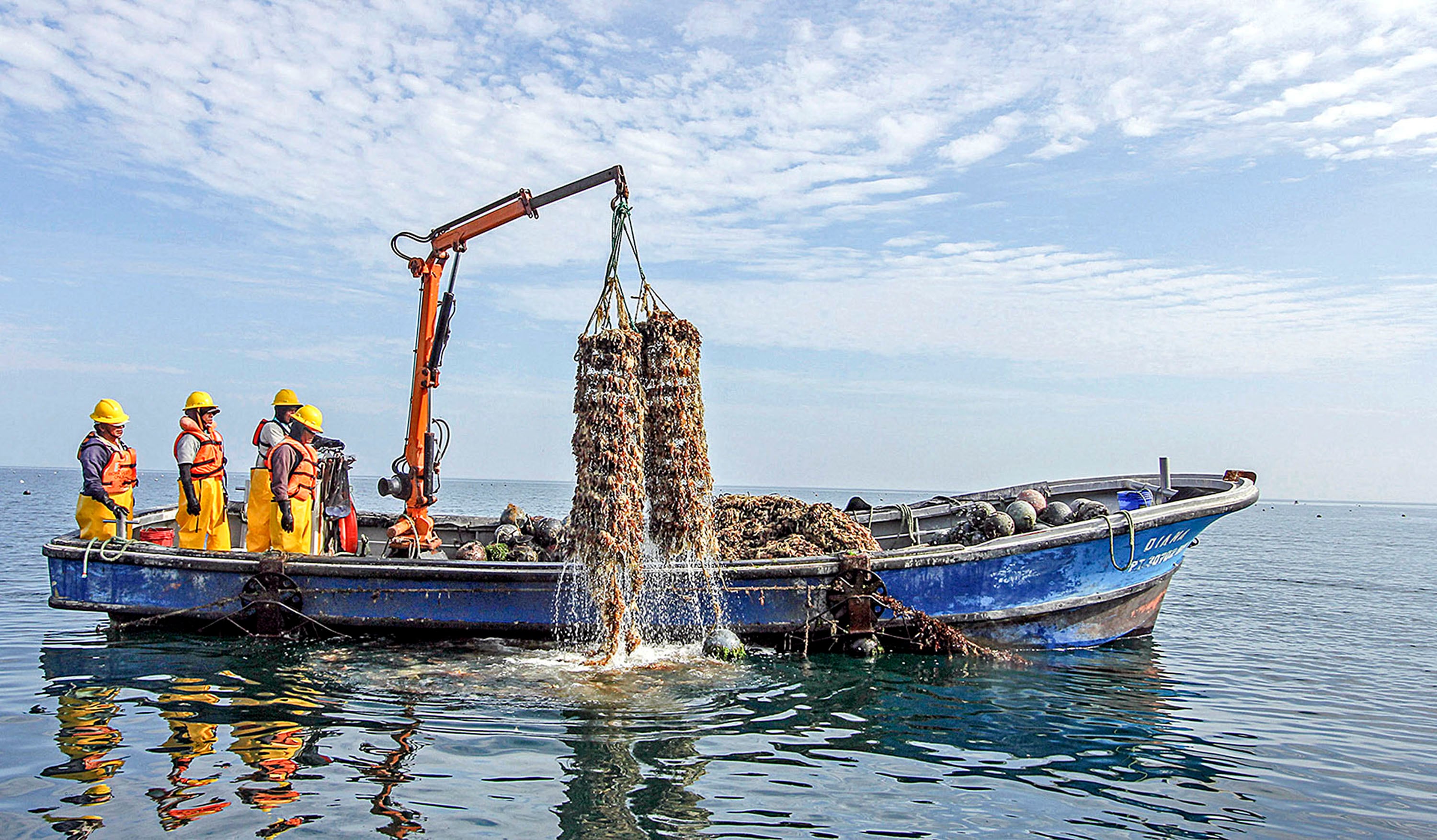 La Autoridad Nacional de Sanidad e Inocuidad en Pesca y Acuicultura aprobó tres nuevos procedimientos técnicos para fortalecer el control sanitario de los moluscos bivalvos. Foto: Sanipes