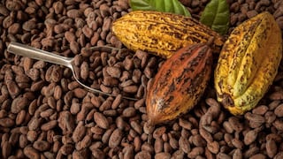 Cacao: precios “amargan” el arranque del 2026 y hunden las exportaciones, ¿podrá revertirse?