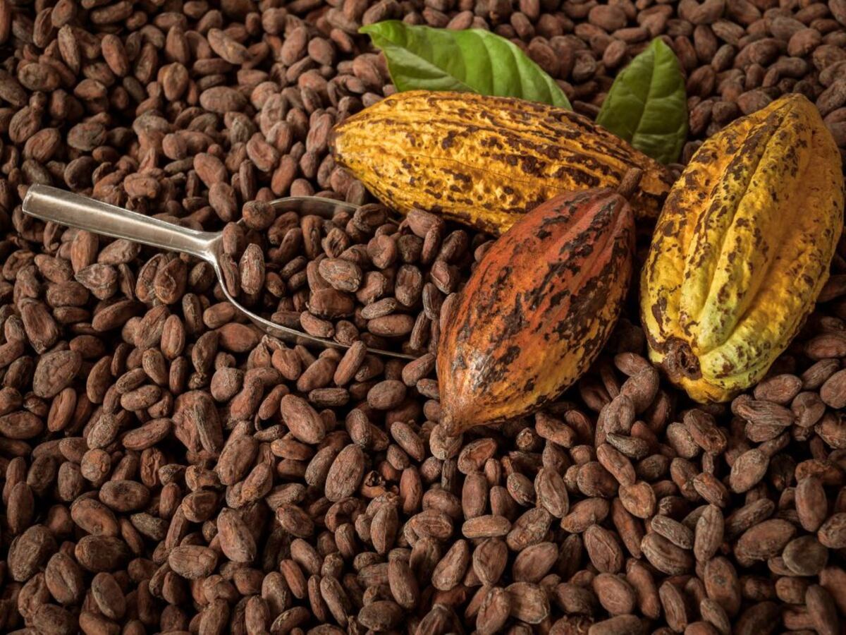 Envíos de café y cacao con oportunidad a El Salvador (Foto: Difusión)