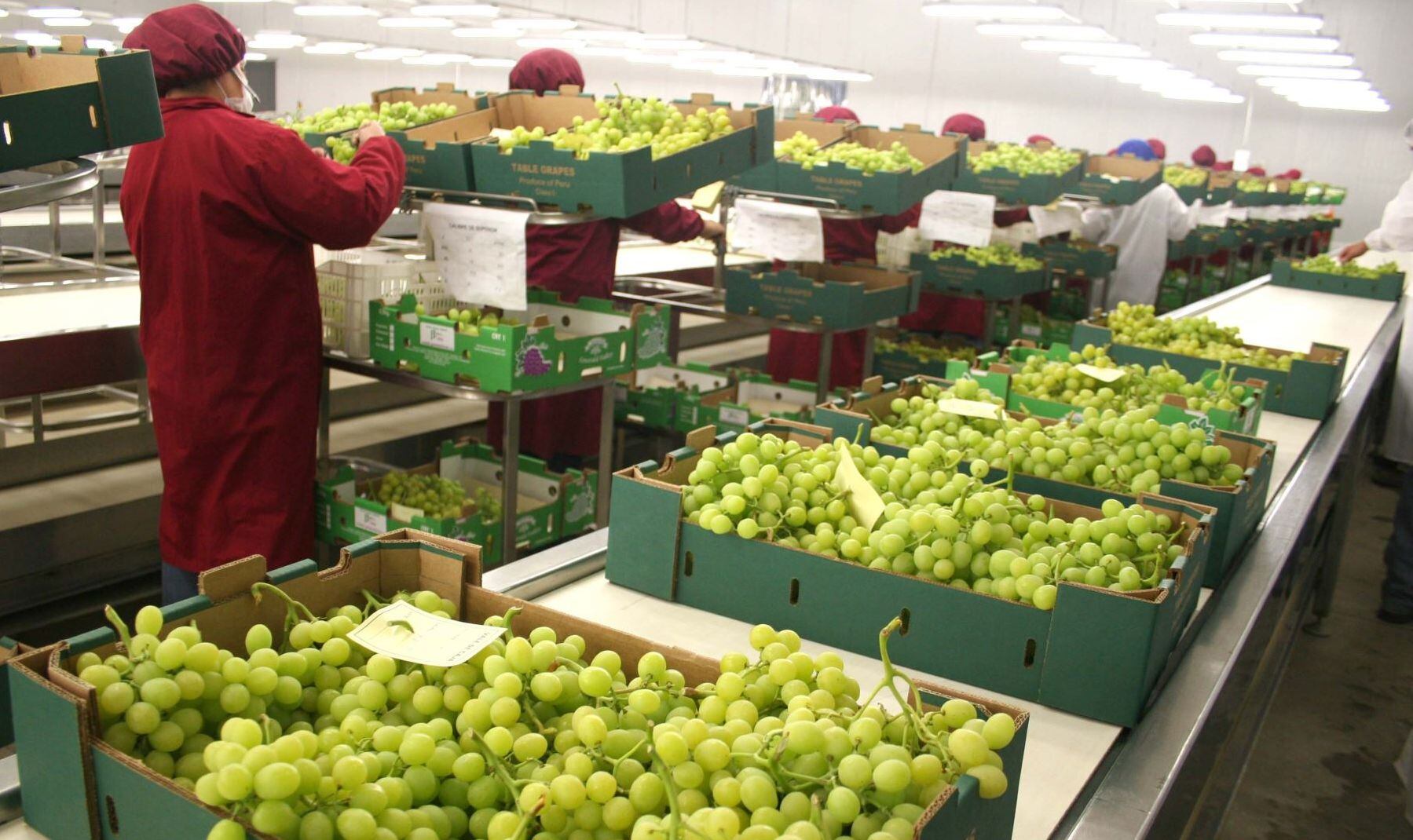 12 de junio del 2009. Hace 15 años. Agroexportadores afrontan cambios en estilo de consumo en EE.UU.