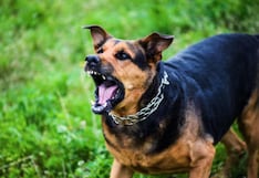 ¿Qué dice la ley en Texas sobre un perro que está ladrando por varios minutos? Estas son las reglas que debes conocer