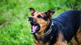 ¿Qué dice la ley en Texas sobre un perro que está ladrando por varios minutos? Estas son las reglas que debes conocer