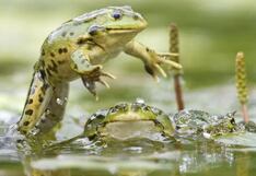 Anfibios en alerta roja: qué nos dice su “pandemia” de la salud del planeta