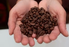 INIA identifica genotipos de café tolerantes a la roya amarilla y de alta calidad de taza