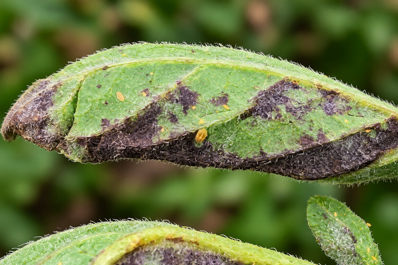 Las hojas de la planta desarrollan una coloración rojiza o morada, de ahí la denominación de "punta morada". (Imagen de la Universidad de Nariño, Colombia, y mejorada con ChatGPT)