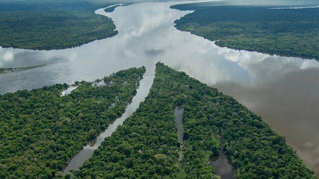 Bosques Amazónicos anuncia planes de fusión con tres empresas