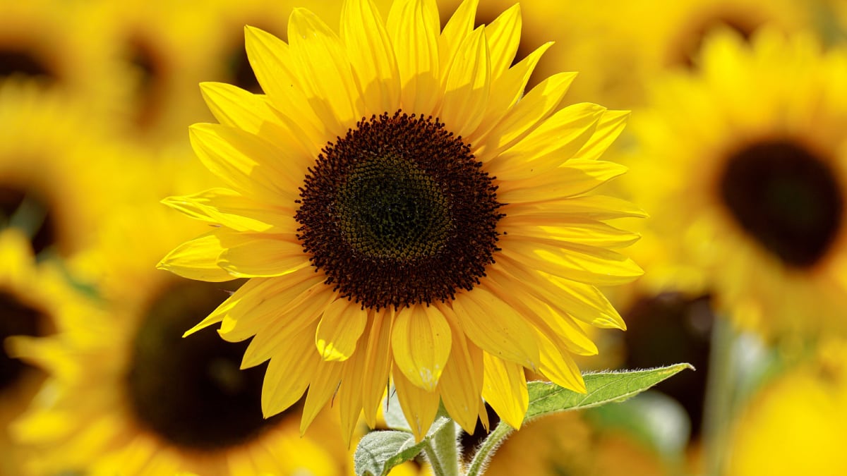 Venta de flores amarillas se dispara ante llegada del 21 de setiembre