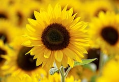 Venta de flores amarillas se dispara ante llegada del 21 de setiembre