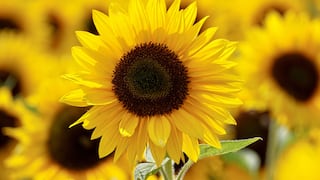 Venta de flores amarillas se dispara ante llegada del 21 de setiembre