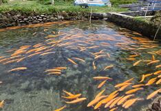 Declaran veda de trucha arco iris en Huánuco