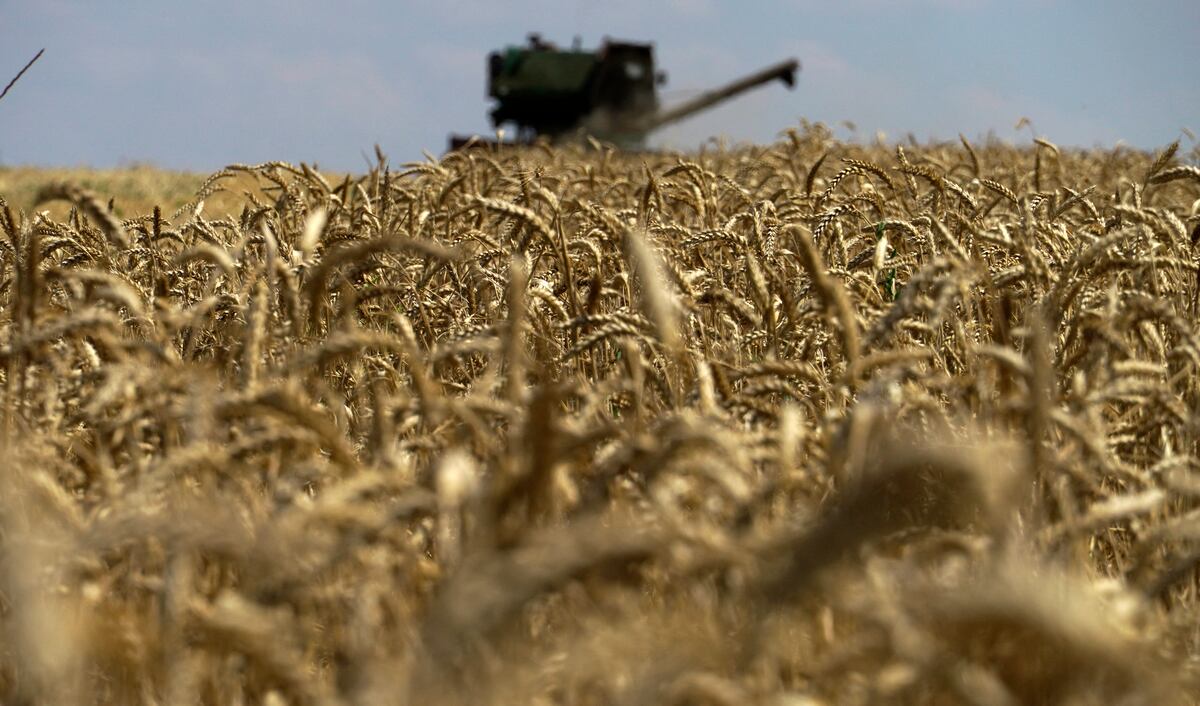 El equipo analizó el impacto de las lombrices de tierra en cuatro cultivos de cereales: arroz, maíz, trigo y cebada; el grupo examinó un conjunto de leguminosas que incluía soja, guisantes, garbanzos, lentejas y alfalfa, entre otras. (Foto por AFP)