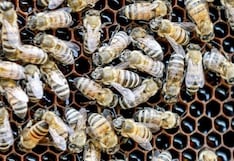 Jordania, el país donde la miel se distingue por su variedad y valor terapéutico