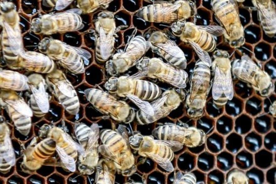 Jordania producen de 700 a 800 toneladas anuales, el 70% va para su consumo local.(Foto: AFP)